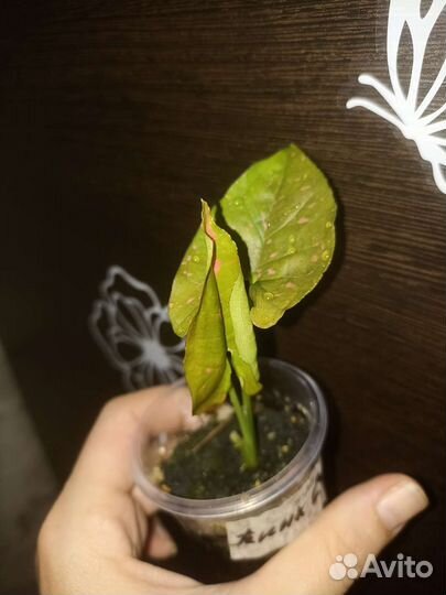 Сингониум пинк сплеш