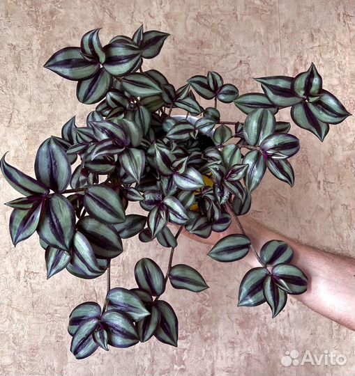 Традесканция Purple joy