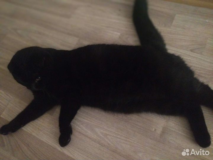 Шотландский вислоухий кот