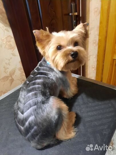 Стрижка собак (груминг) на дому