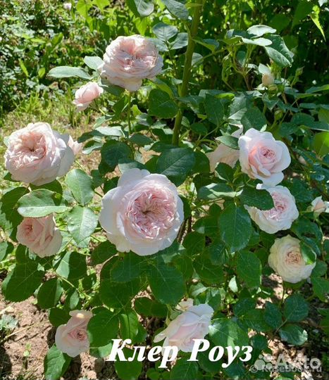 Саженцы английских роз и шрабов