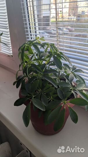 Комнатные цветы шефлера