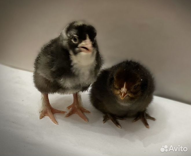 Цыплята цветного бролера гриз бар голошейка редбро