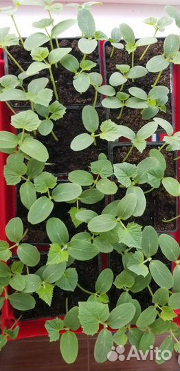 Рассада огурцов