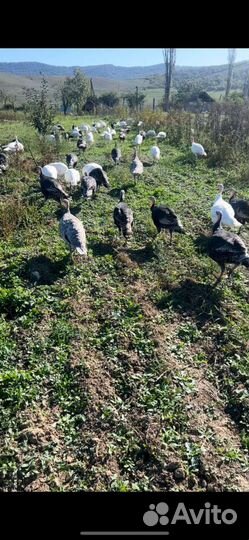 Индюшка, индейка