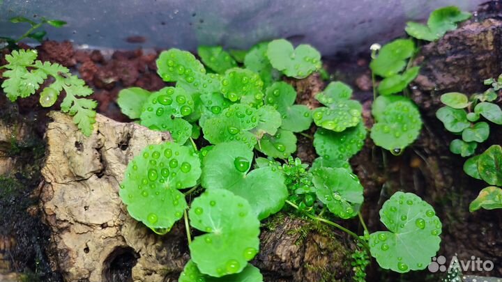 Доставка / Растения для флорариума и лягушатника