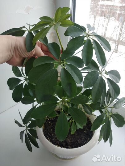 Комнатные цветы