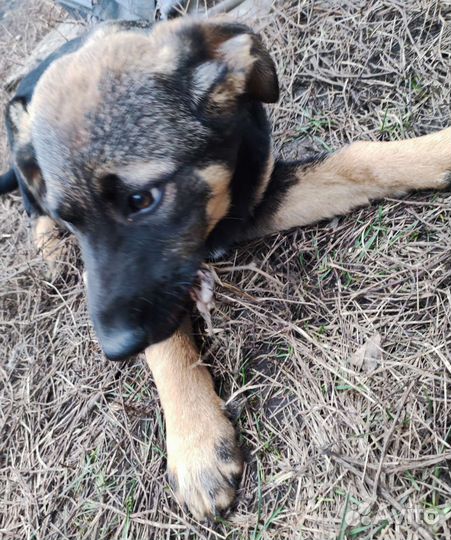 Крупные щенки - девочки