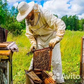 Пчеловод со стажем дал совет, как быть, если у соседа появилась пасека