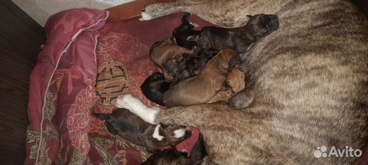 Щенята Питбуль