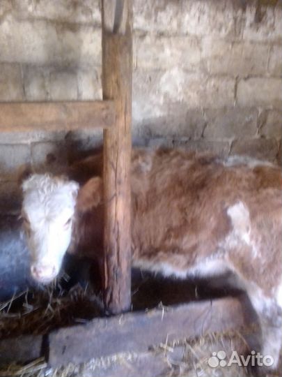 Корова и 4 телки