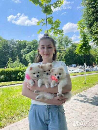 Померанский шпиц