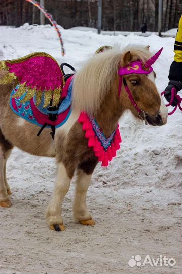 Конные прогулки, лошадь на праздник