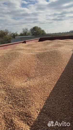 Пшеница с доставкой