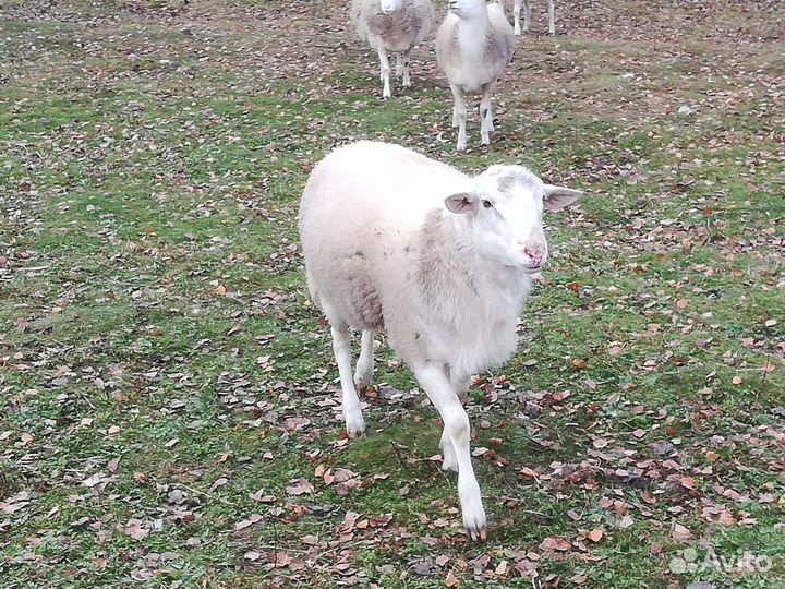 Баран на племя