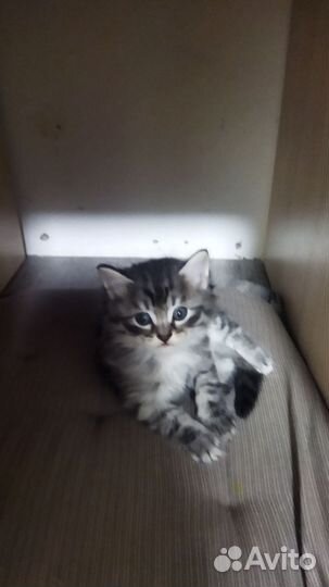 Кошки в добрые руки бесплатно
