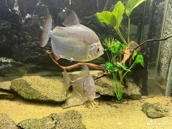 Продам метинесов и милеуса