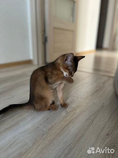 Абиссинские котята