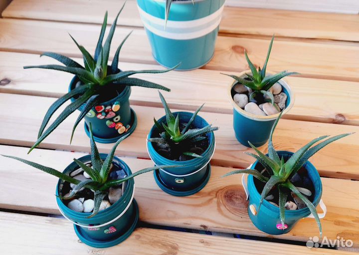 Хавортия/суккулент