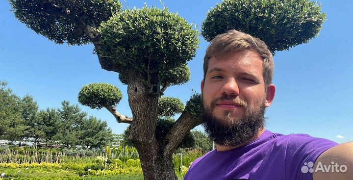 Можжевельник колоновидный Блю Эрроу