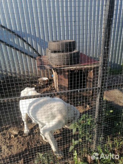 Домашние животные собаки бесплатно