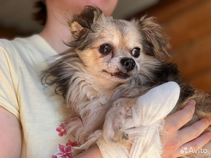 Кроху выбросили на улицу