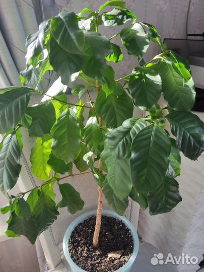 Комнатные цветы кофе вьетнамский