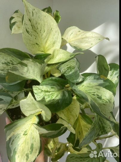 Сциндапсус золотистый,н-джой,неон,хэппи лиф