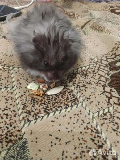 Продам сирийских хомяков с большими клетками