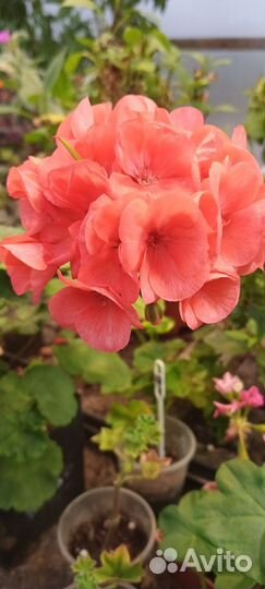 Пеларгония сортоввя