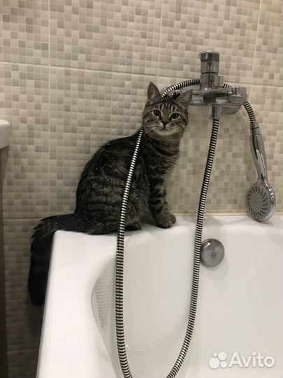 Кошка котёнок