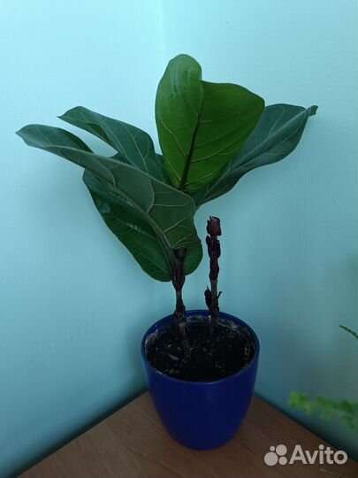 Фикус лерата