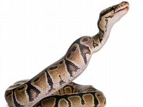 Разработка кода на python
