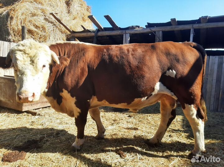 Быки породы герефордская