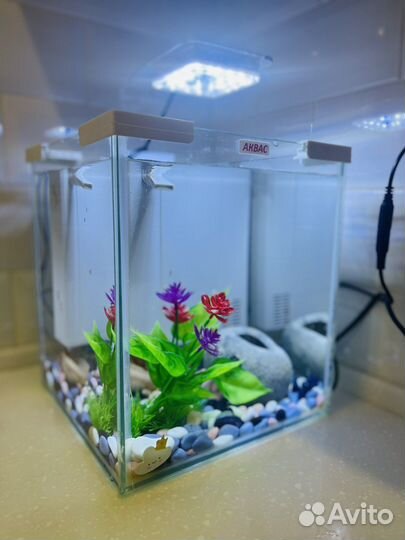 Аксолотль с аквариумом