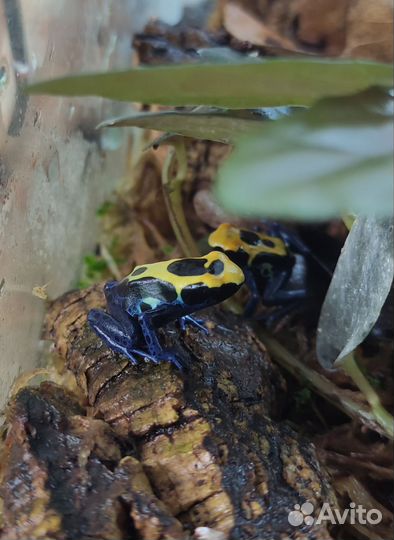 Дневные лягушки (лягушата)