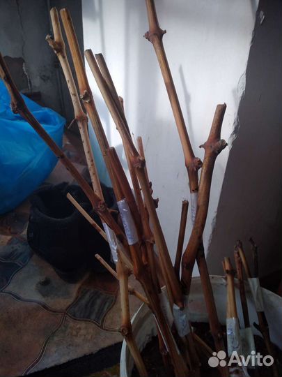 Черенки винограда гибрид 41 алешенкин родина