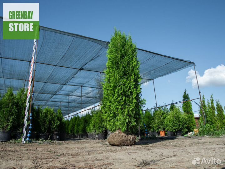 Туя колумна 200 см свежая копка 2023