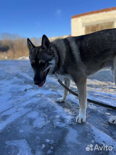 Собака в добрые руки