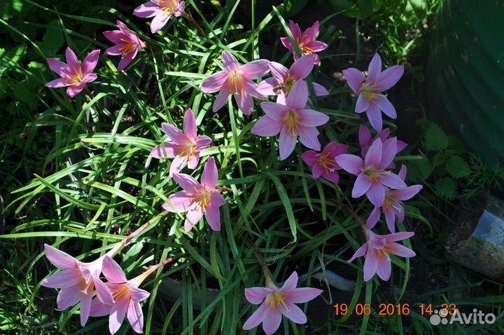 Белый и розовый гиппеаструм,зефирантес,алое,кливия