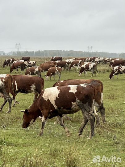 Нетель Нетели 120 голов