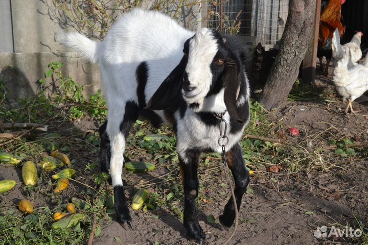 Вязка козёл