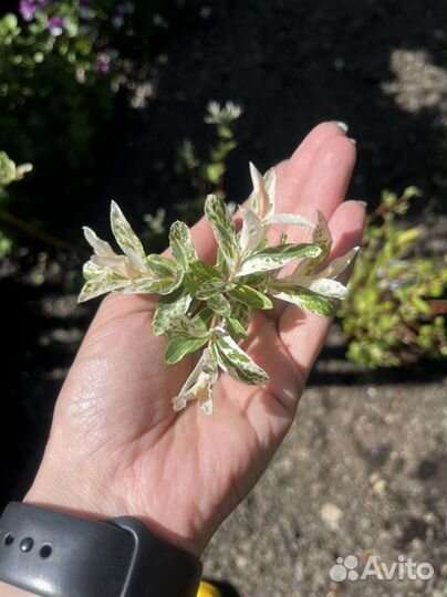 Ива хакуро нишики на штамбе/кустом