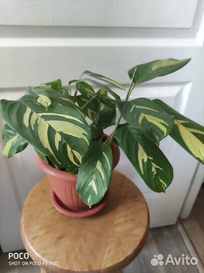 Калатея лубберса