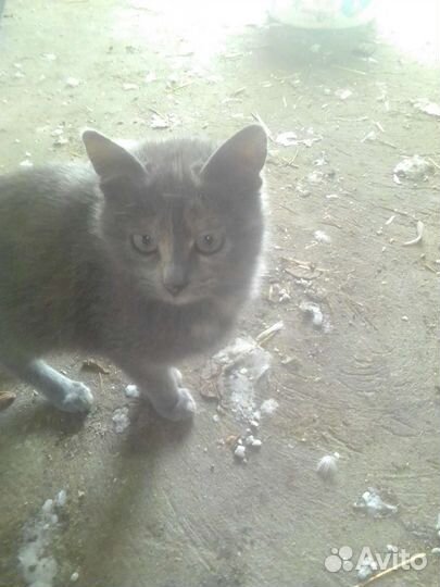 Кошка в дар бесплатно