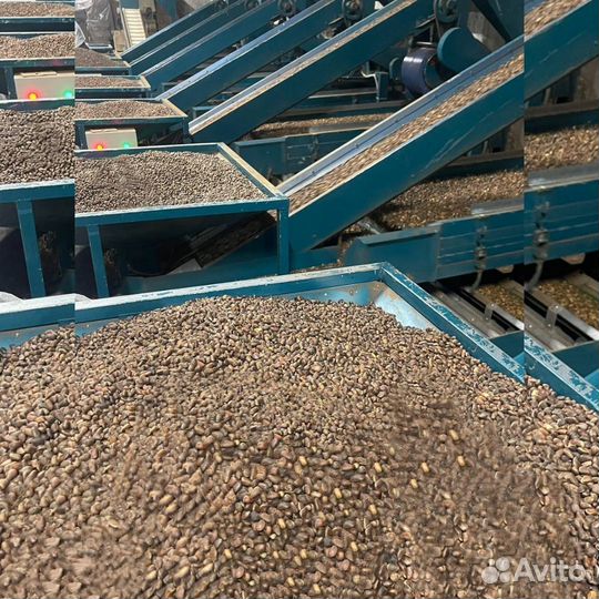 Кедровый орех оптом в Самаре от производителя