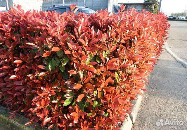 Саженцы фотиньи