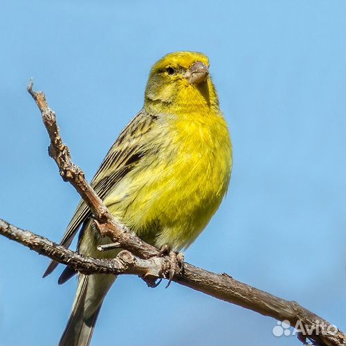 Певчие птицы