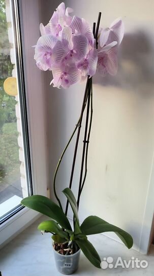 Орхидеи фаленопсис биг липы цветущие