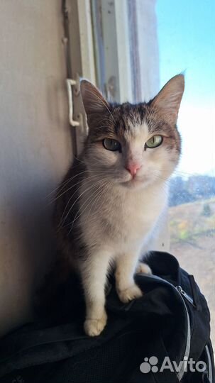 Кошка Ксюша